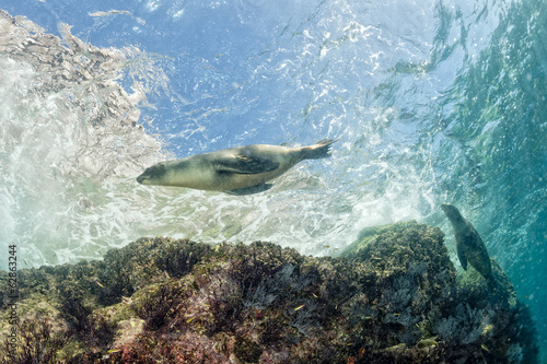 Fototapeta Puppy sea lion underwater looking at you