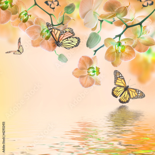 Fototapeta Floral background of tropical orchids and butterfly