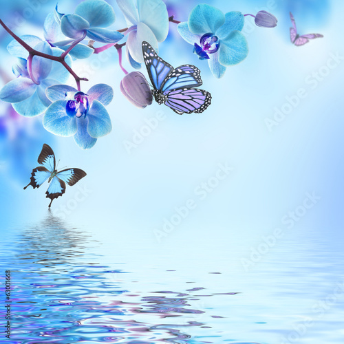 Fototapeta Floral background of tropical orchids and butterfly
