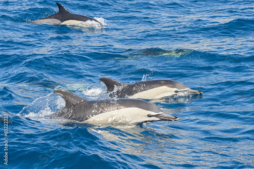 Fototapeta Delfini nell'oceano