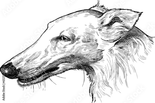 Lacobel portrait of a greyhound