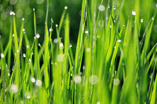 Dew on green grass