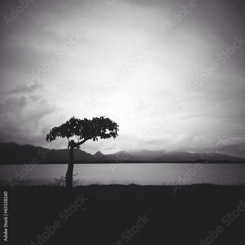 Fototapeta lonely tree 