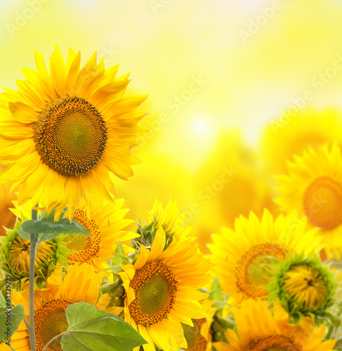Fototapeta Field with sunflowers. isolation
