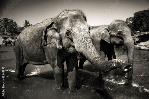  Sri Lankan Elephants
