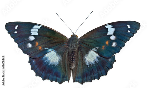 Butterfly (Apatura schrencki) 32