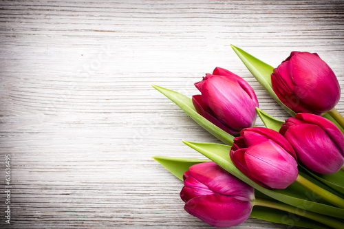Tulip.