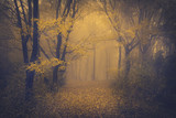 Mysterious foggy forest with a fairytale look poster