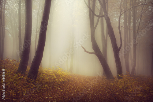 Fototapeta Mysterious foggy forest with a fairytale look