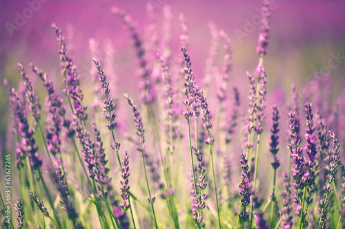 Fototapeta Lavender flower