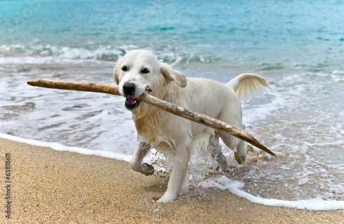 Fototapeta labrador retriever dog playing on the beach