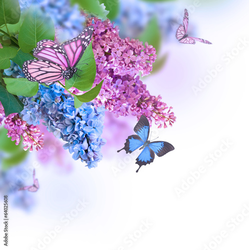 Fototapeta Branch of lilac blue and pink butterfly