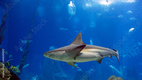 Fototapeta Shark