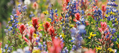 Wiese im Sommer