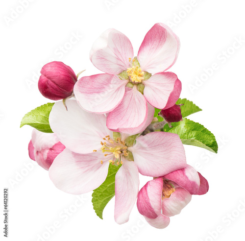 apple tree blossoms with green leaves
