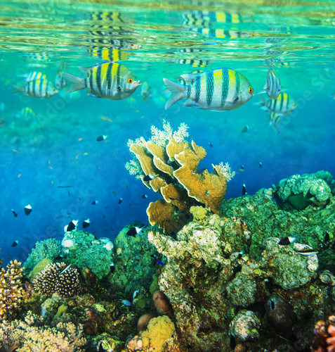 Lacobel Coral fish