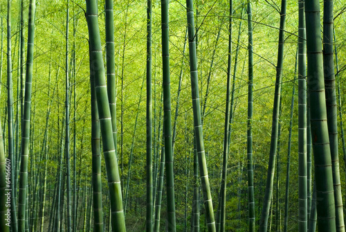 Fototapeta Bamboo Forest
