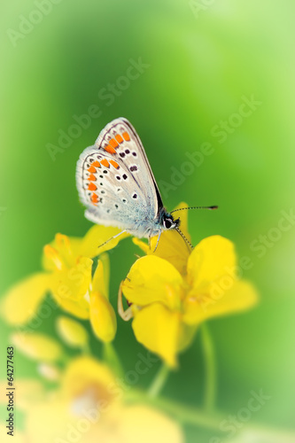  Beautiful butterfly on yellow meadow flower