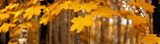 Yellow autumn maple leaves â€“ banner, panoroma poster