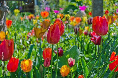  Garden with tulips in many colors