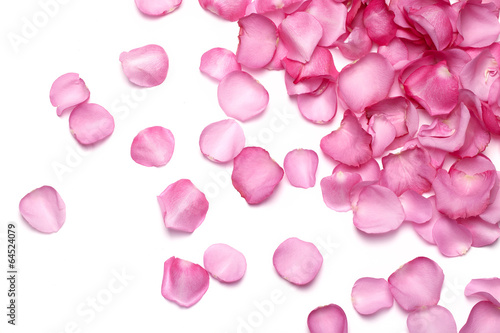  Petals of pink rose