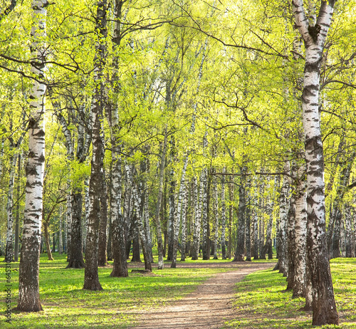 wieczor-pogodny-wiosny-brzozy-park-z-pierwszy-zieleniami