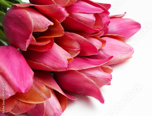 Fototapeta Beautiful pink tulips, isolated on white