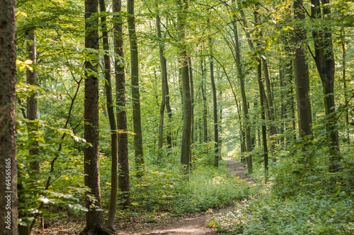 Wald weg
