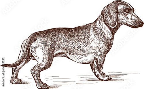  young dachshund