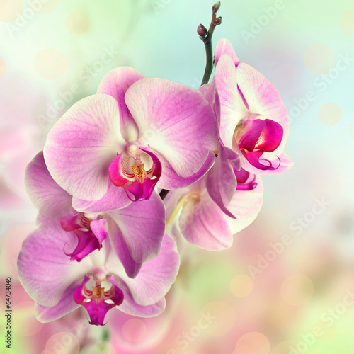Fototapeta Beautiful pink orchid flowers on blurred background