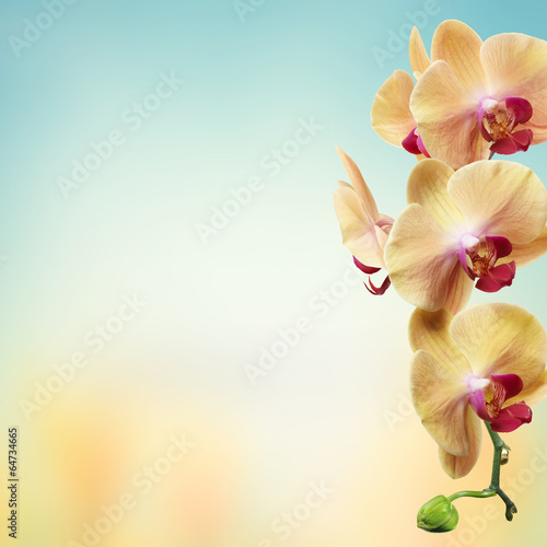 Fototapeta yellow flowers orchids isolated on white