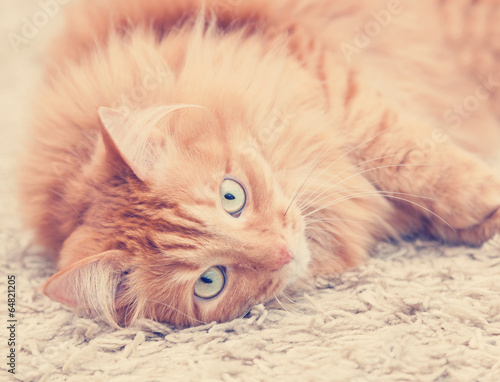 Lacobel funny fluffy ginger cat lying