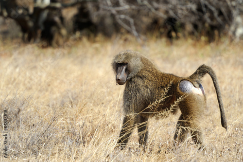  Olive baboon