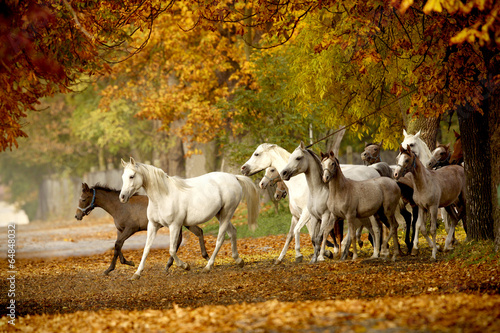 Fototapeta herd of horses on a rural road in autumn