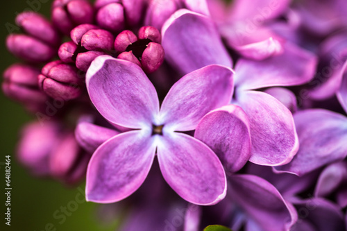 Lacobel Closeup of Lilac flowers