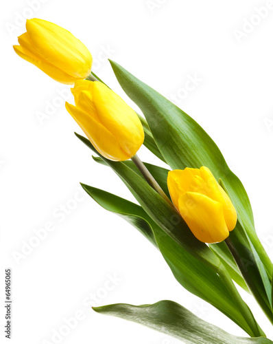  Beautiful tulips isolated on white