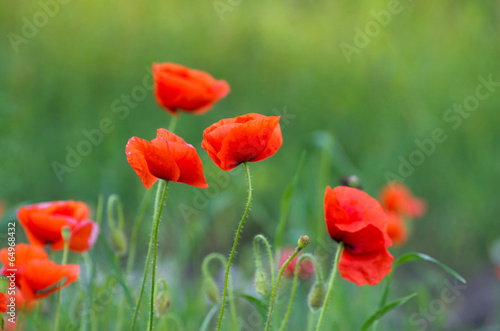 Lacobel red poppy