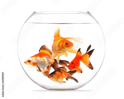 Fototapeta Goldfish floating in glass sphere and on a white background
