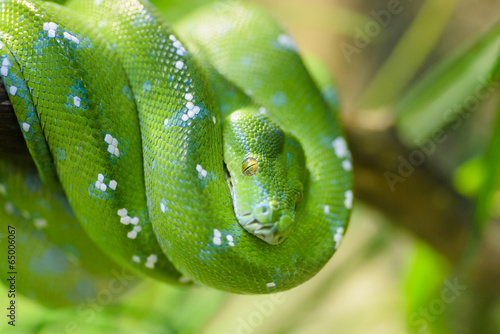 Fototapeta Green snake