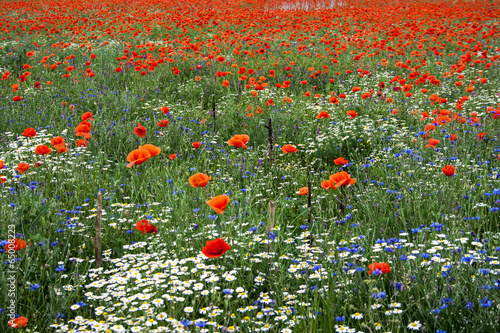 Landscape with poppies and chamomile-13