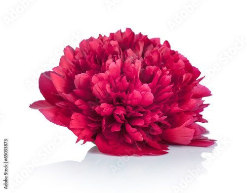 Peony Flower
