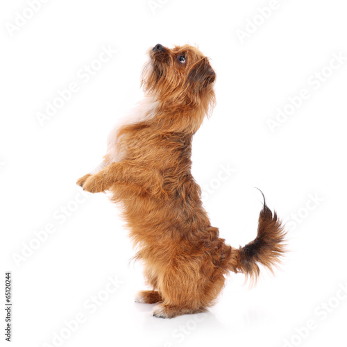 Terrier doing tricks