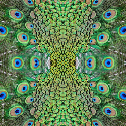 Fototapeta male Green Peacock feathers