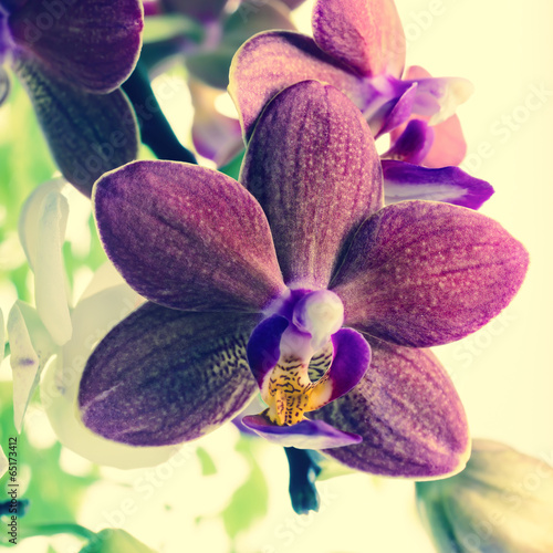 Fototapeta Fantastic deep purple and white of flowers orchid, phalaenosis o