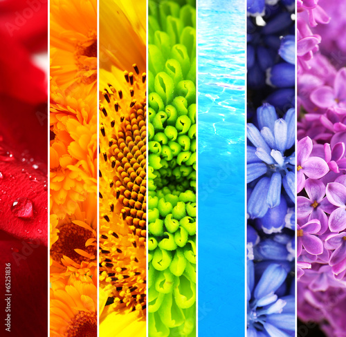 Fototapeta Collage of beautiful flowers and water
