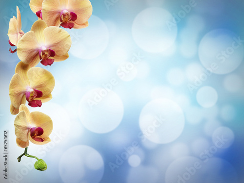  yellow flowers orchids isolated on white