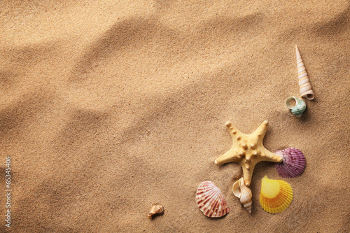 seashells on sand beach