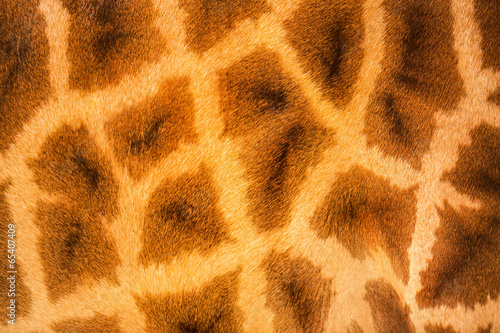 Fototapeta Giraffe skin