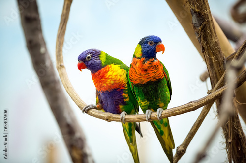 Fototapeta Parrot couple