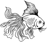 goldfish black white